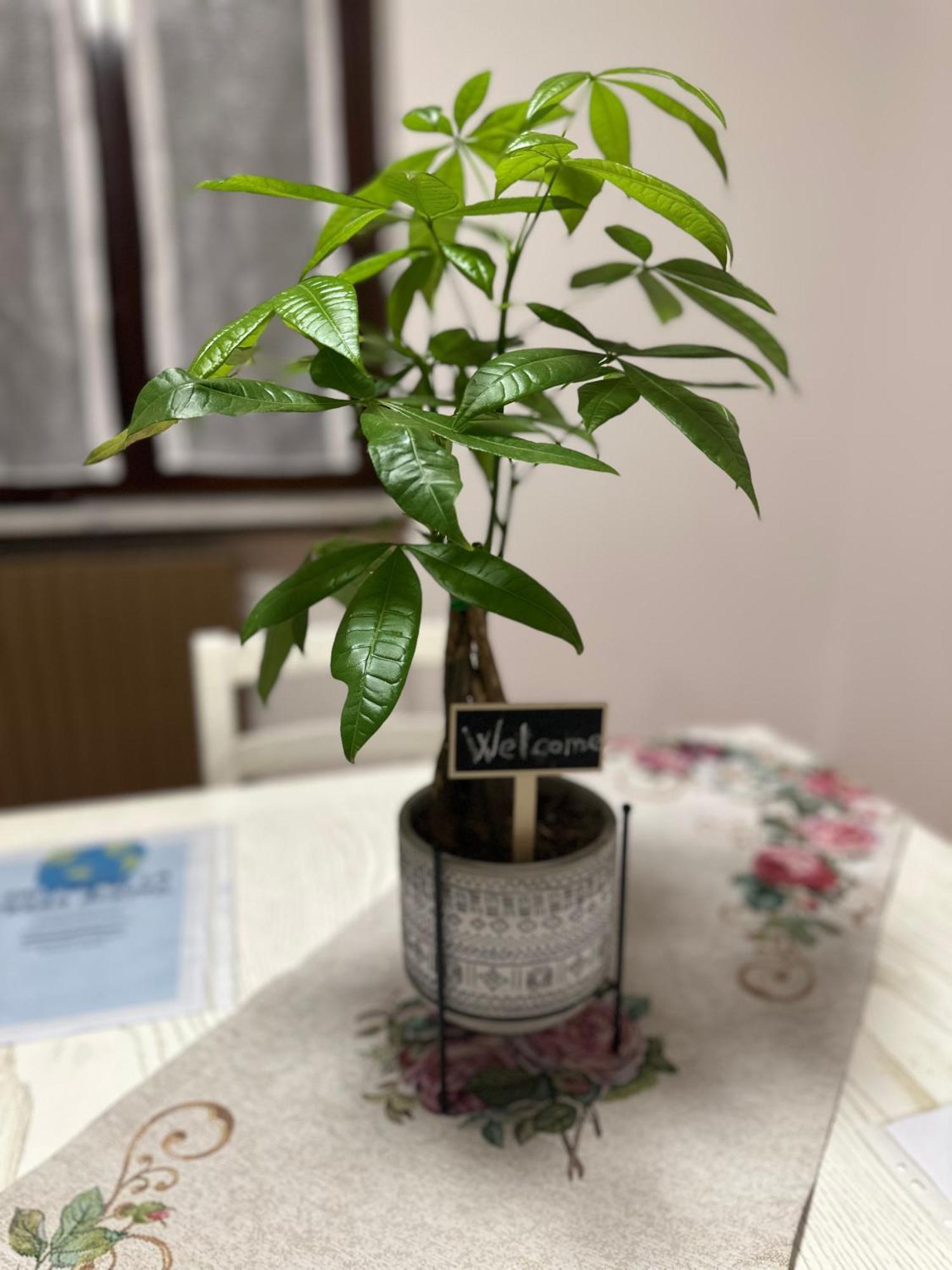 Malpensa - The Grace Place Apartment